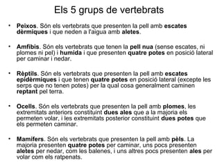 Els 5 grups de vertebrats
• Peixos. Són els vertebrats que presenten la pell amb escates
dèrmiques i que neden a l'aigua amb aletes.
• Amfibis. Són els vertebrats que tenen la pell nua (sense escates, ni
plomes ni pel) i humida i que presenten quatre potes en posició lateral
per caminar i nedar.
• Rèptils. Són els vertebrats que presenten la pell amb escates
epidèrmiques i que tenen quatre potes en posició lateral (excepte les
serps que no tenen potes) per la qual cosa generalment caminen
reptant pel terra.
• Ocells. Són els vertebrats que presenten la pell amb plomes, les
extremitats anteriors constituint dues ales que a la majoria els
permeten volar, i les extremitats posterior constituint dues potes que
els permeten caminar.
• Mamífers. Són els vertebrats que presenten la pell amb pèls. La
majoria presenten quatre potes per caminar, uns pocs presenten
aletes per nedar, com les balenes, i uns altres pocs presenten ales per
volar com els ratpenats.
 