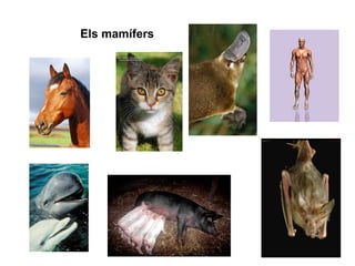 Els mamífers
 