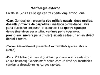 Morfologia externa
En els seu cos es distingeixen tres parts: cap, tronc i cua.
•Cap. Generalment presenta dos orificis nasals, dues orelles,
dos ulls proveïts de parpelles i una boca proveïda de llavis
per a succionar llet durant la lactància i de quatre tipus de
dents (incisives per a tallar, canines per a esquinçar,
premolars i molars per a triturar), situats cadascun en un alvèol
dental diferent.
•Tronc. Generalment presenta 4 extremitats (potes, ales o
aletes)
•Cua. Pot faltar (com en el goril·la) o pot formar una aleta (com
en les balenes). Generalment actua com un timó per mantenir o
canviar la direcció en les curses ràpides.
 