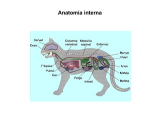 Anatomia interna
 