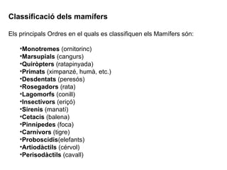 Classificació dels mamífers
Els principals Ordres en el quals es classifiquen els Mamífers són:
•Monotremes (ornitorinc)
•Marsupials (cangurs)
•Quiròpters (ratapinyada)
•Primats (ximpanzé, humà, etc.)
•Desdentats (peresós)
•Rosegadors (rata)
•Lagomorfs (conill)
•Insectívors (eriçó)
•Sirenis (manatí)
•Cetacis (balena)
•Pinnípedes (foca)
•Carnívors (tigre)
•Proboscidis(elefants)
•Artiodàctils (cérvol)
•Perisodàctils (cavall)
 