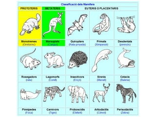 Animals vertebrats