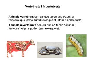 Vertebrats i invertebrats
Animals vertebrats són els que tenen una columna
vertebral que forma part d’un esquelet intern o endosquelet
Animals invertebrats són els que no tenen columna
vertebral. Alguns poden tenir exosquelet.
 