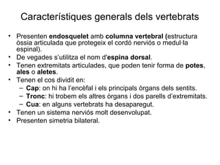 Característiques generals dels vertebrats
• Presenten endosquelet amb columna vertebral (estructura
òssia articulada que protegeix el cordó nerviós o medul·la
espinal).
• De vegades s’utilitza el nom d'espina dorsal.
• Tenen extremitats articulades, que poden tenir forma de potes,
ales o aletes.
• Tenen el cos dividit en:
– Cap: on hi ha l’encèfal i els principals òrgans dels sentits.
– Tronc: hi trobem els altres òrgans i dos parells d’extremitats.
– Cua: en alguns vertebrats ha desaparegut.
• Tenen un sistema nerviós molt desenvolupat.
• Presenten simetria bilateral.
 