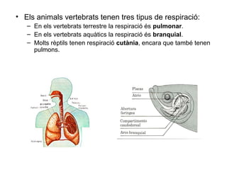 • Els animals vertebrats tenen tres tipus de respiració:
– En els vertebrats terrestre la respiració és pulmonar.
– En els vertebrats aquàtics la respiració és branquial.
– Molts rèptils tenen respiració cutània, encara que també tenen
pulmons.
 