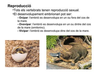 Reproducció
•Tots els vertebrats tenen reproducció sexual.
•El desenvolupament embrionari pot ser:
- Ovípar: l’embrió es desenvolupa en un ou fora del cos de
la mare.
- Ovovípar: l’embrió es desenvolupa en un ou dintre del cos
de la mare (ornitorinc).
- Vivípar: l’embrió es desenvolupa dins del cos de la mare.
 