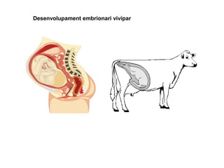 Desenvolupament embrionari vivípar
 