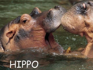 HIPPO 