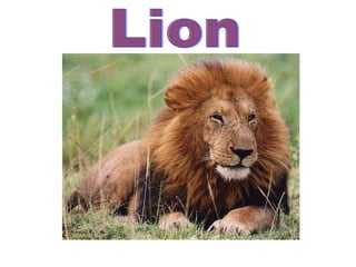 Lion
