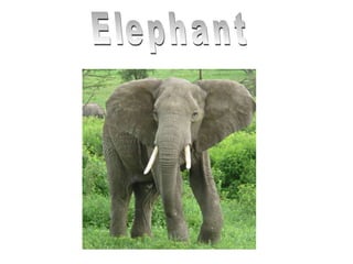 Elephant