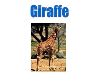 Giraffe