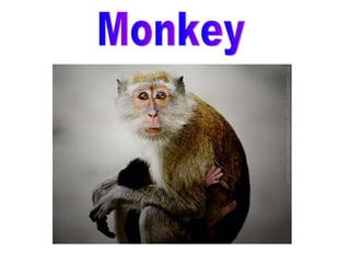 Monkey