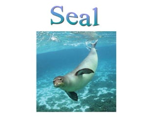 Seal