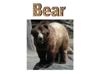 Bear
