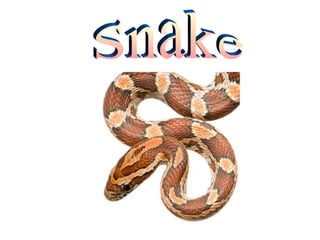 Snake