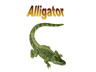 Alligator