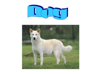 Dog