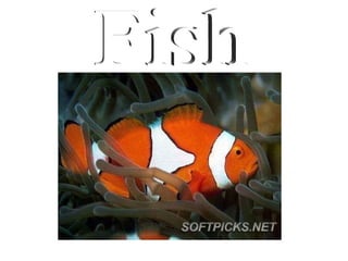 Fish