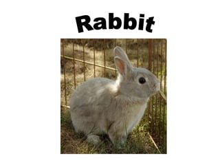 Rabbit