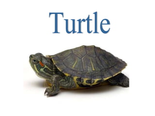 Turtle