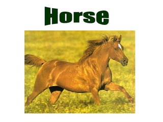 Horse