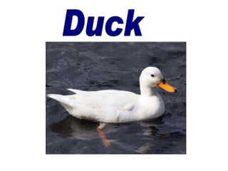 Duck