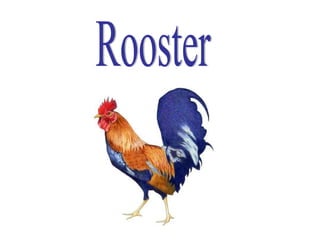 Rooster