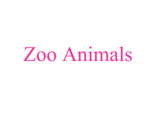 Zoo Animals