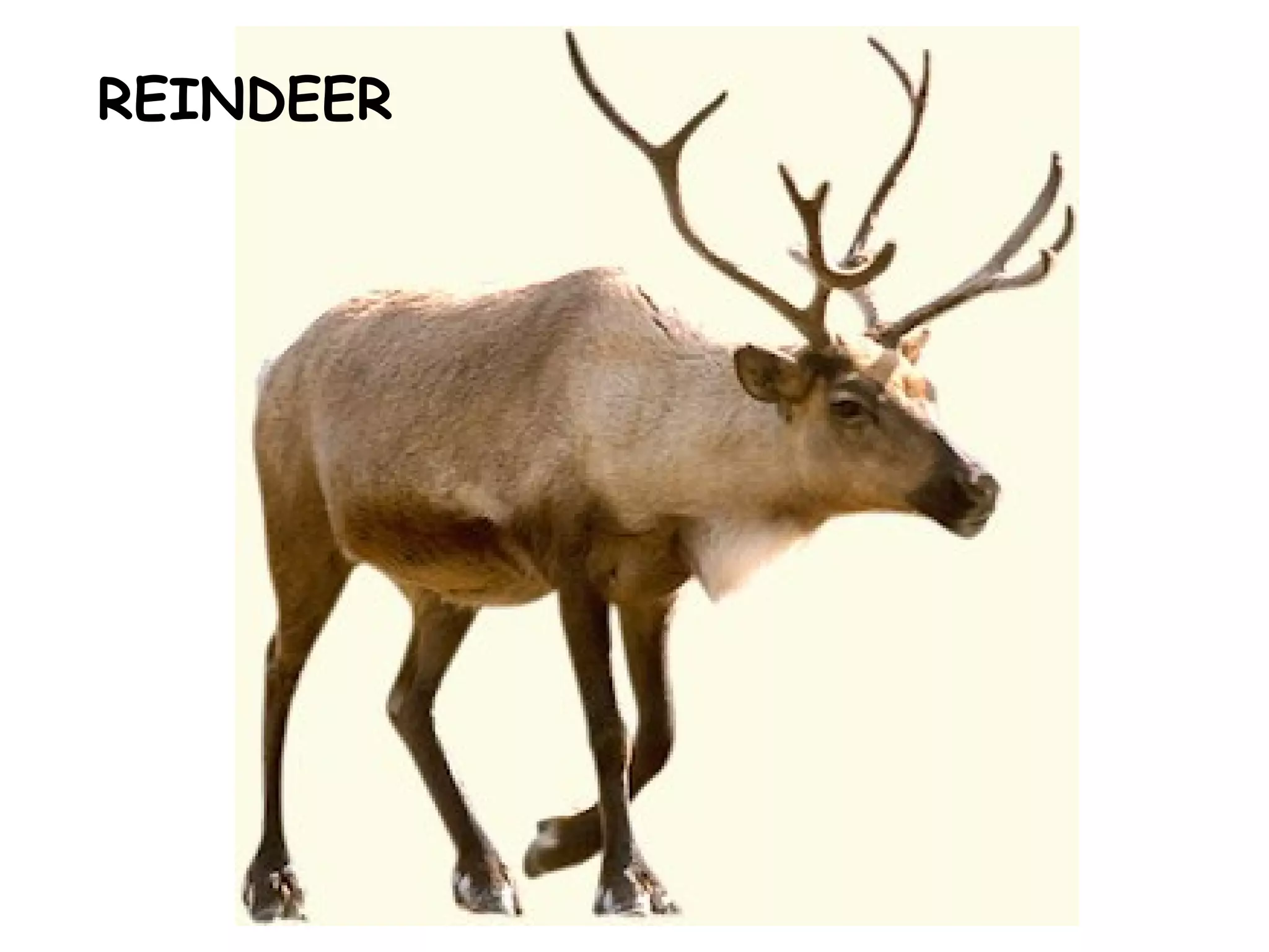 REINDEER
 