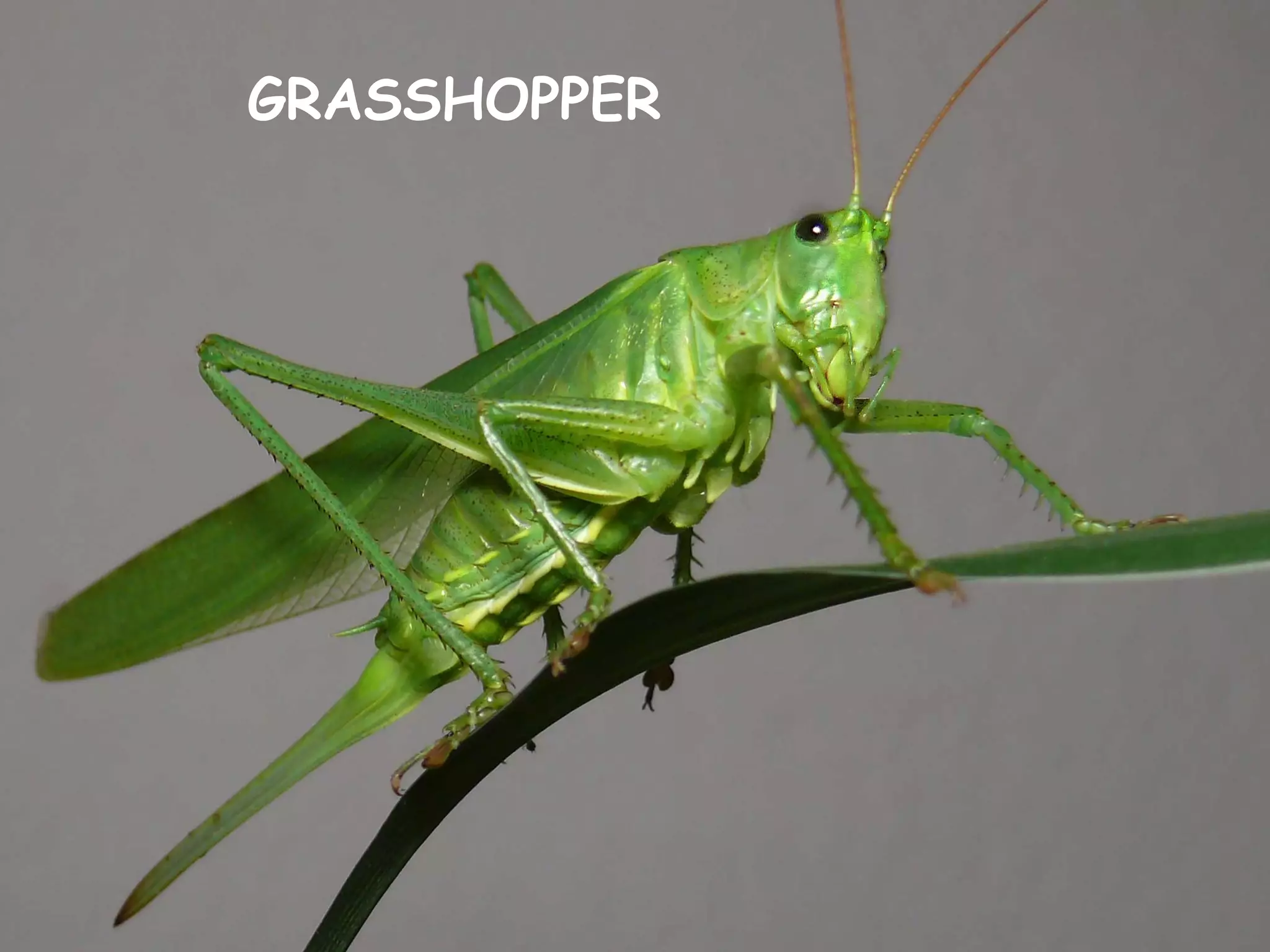 GRASSHOPPER
 
