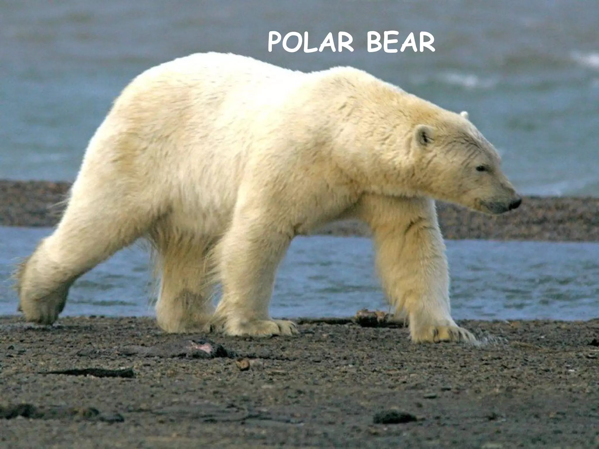 POLAR BEAR
 