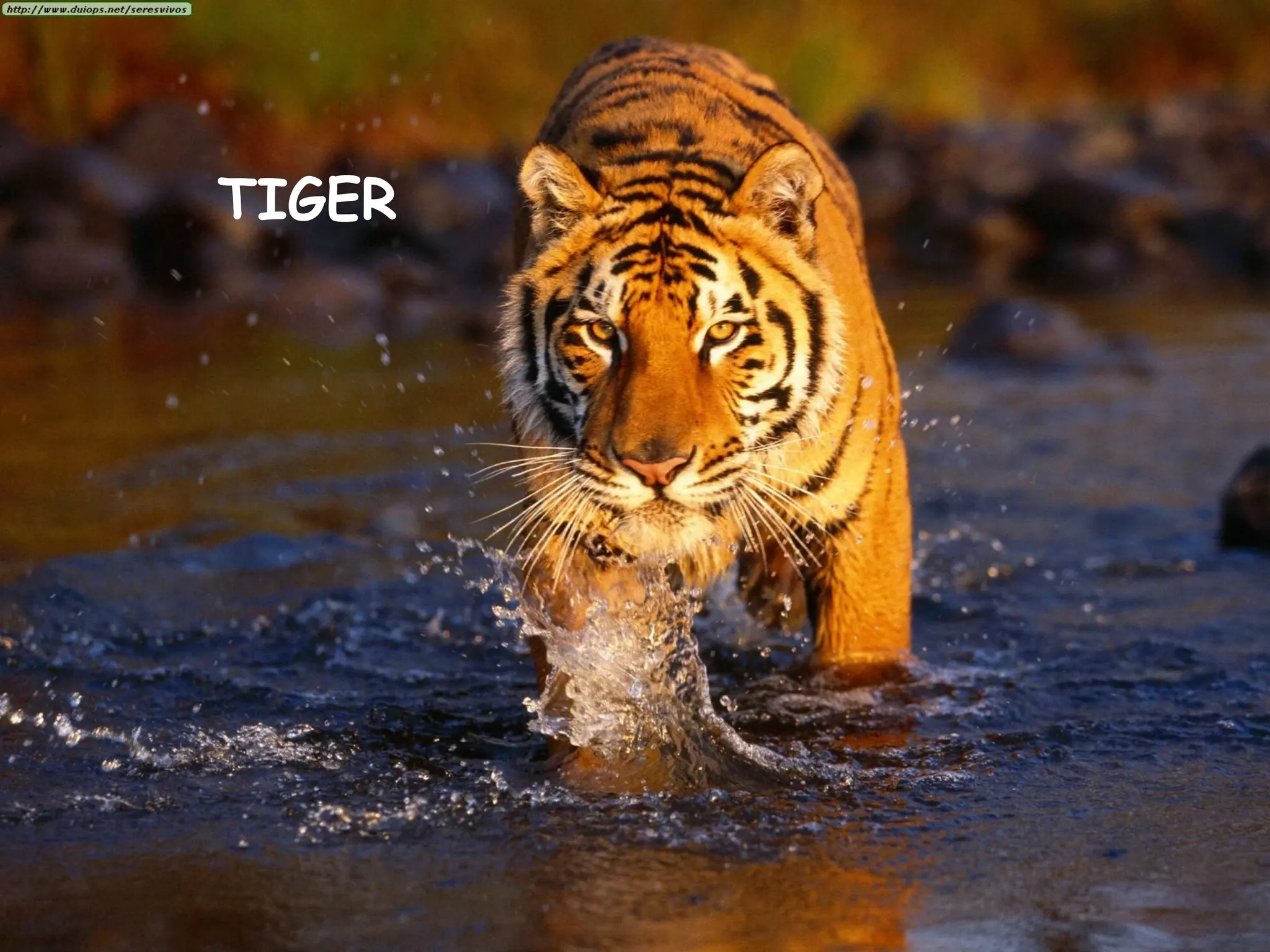TIGER
 