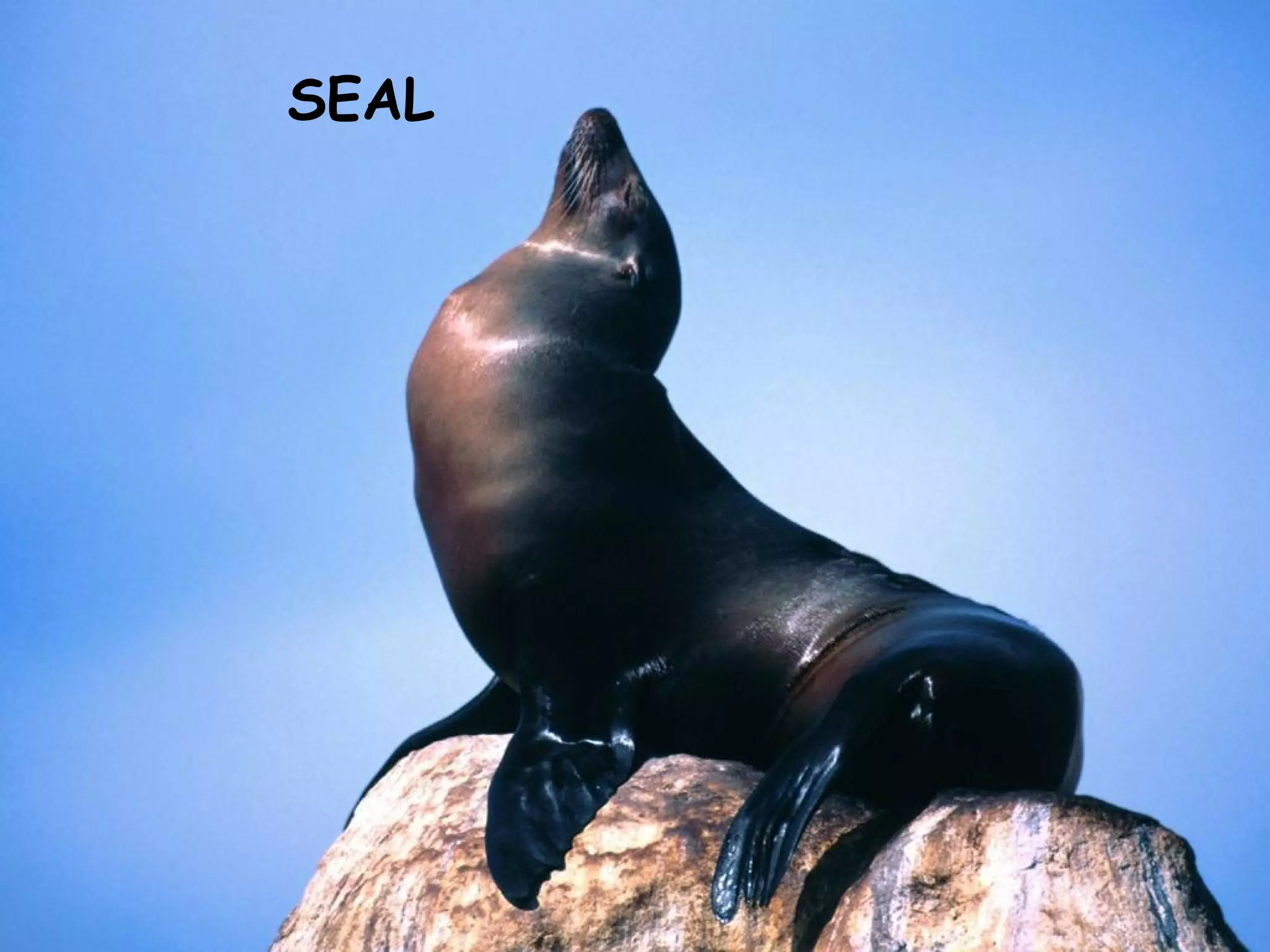 SEAL
 