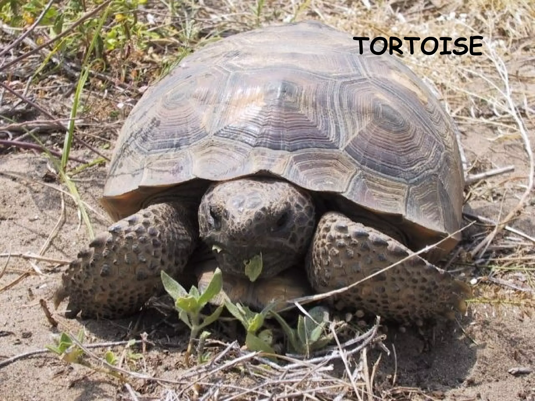 TORTOISE
 