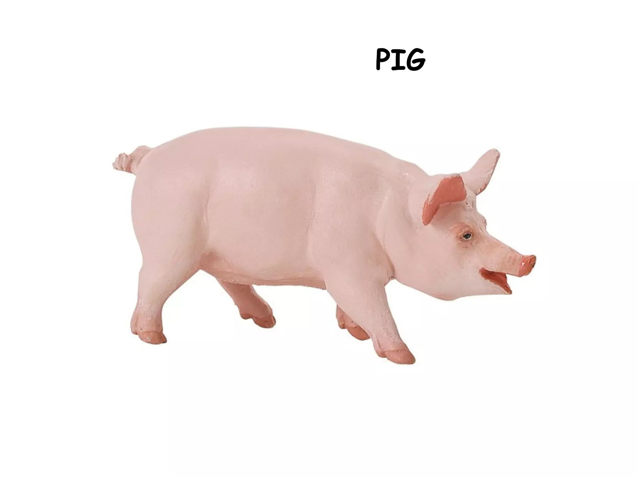PIG
 
