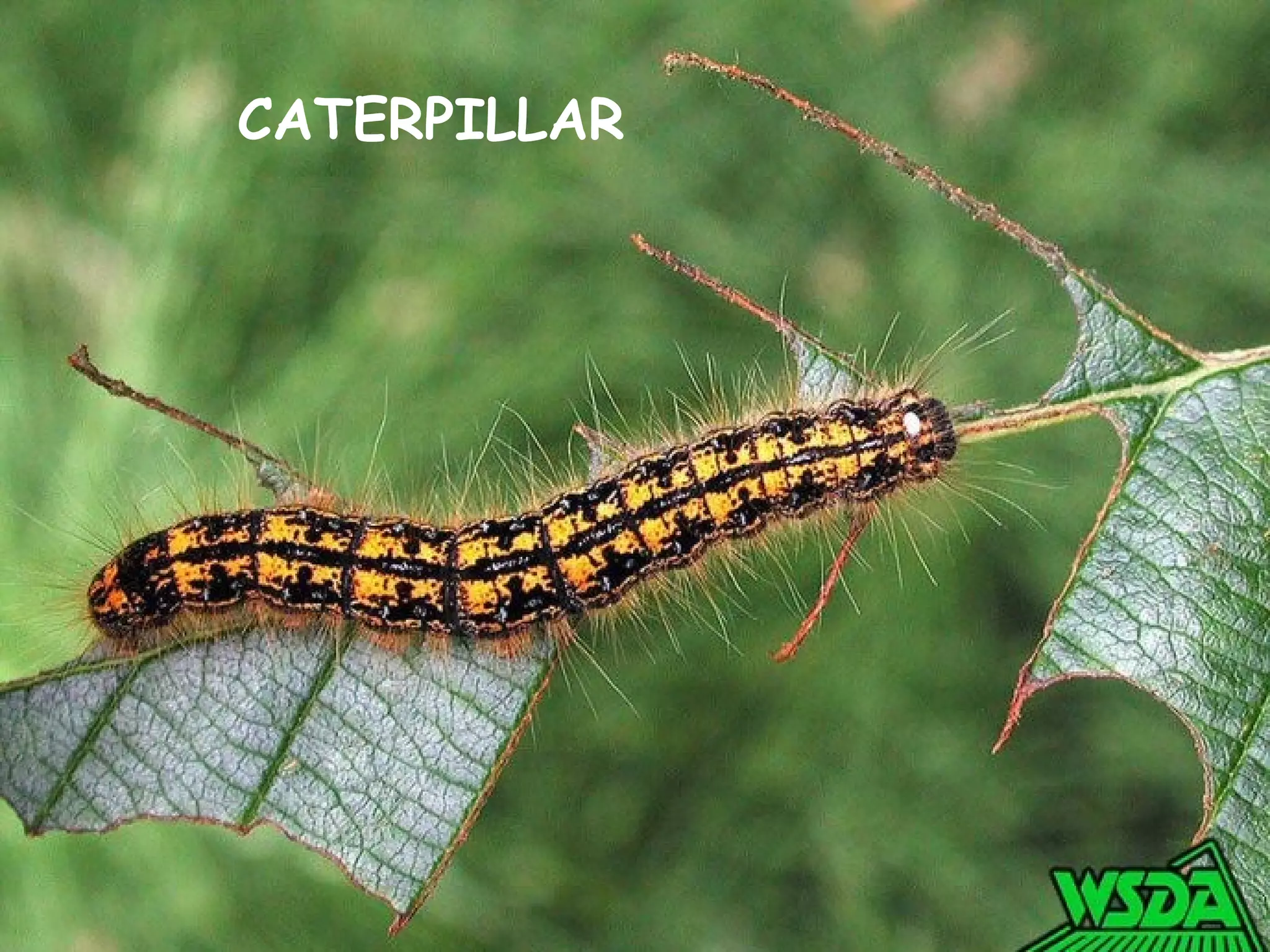 CATERPILLAR
 