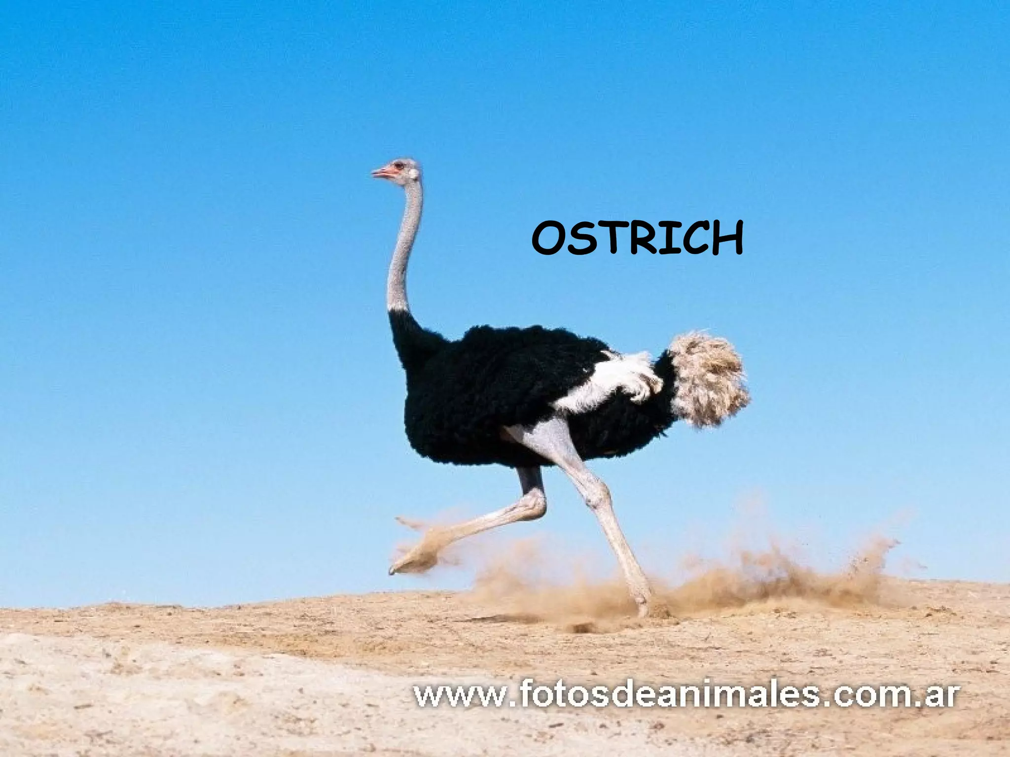 OSTRICH
 