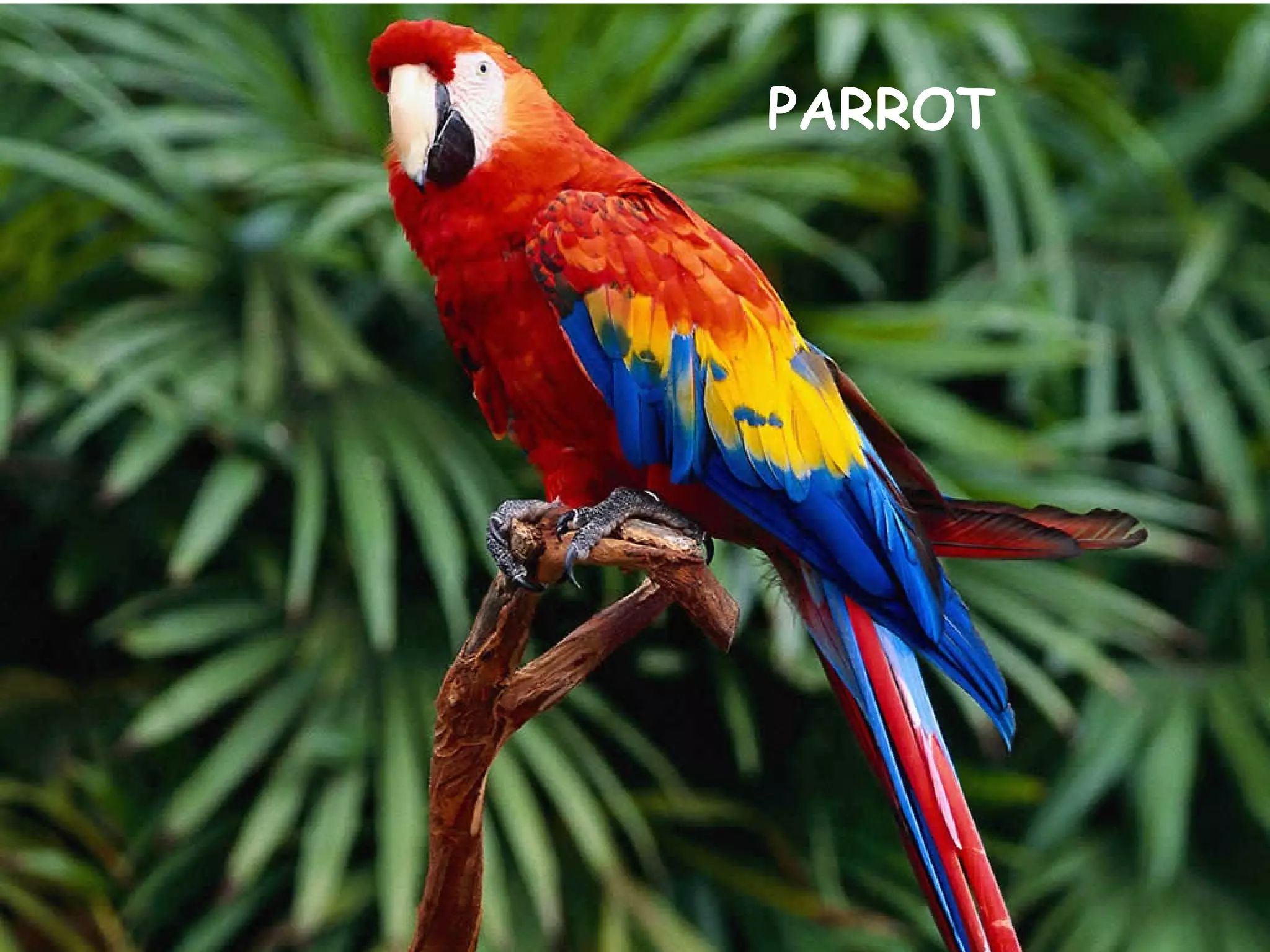 PARROT
 