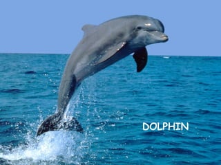 DOLPHIN
 