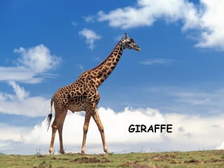 GIRAFFE
 