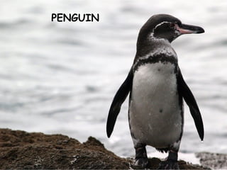 PENGUIN
 