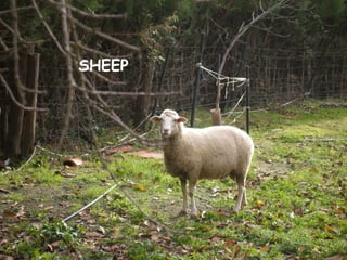 SHEEP
 