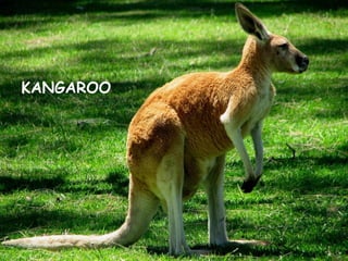 KANGAROO
 