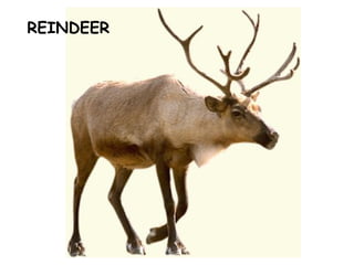 REINDEER
 
