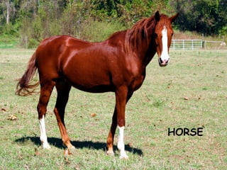 HORSE
 