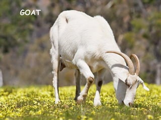 GOAT
 