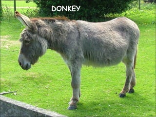 DONKEY
 