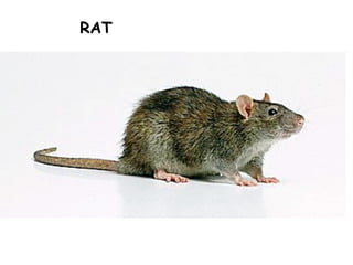 RAT
 