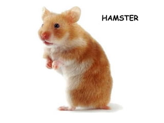 HAMSTER
 