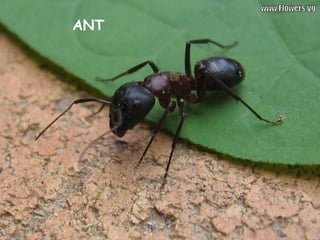 ANT
 